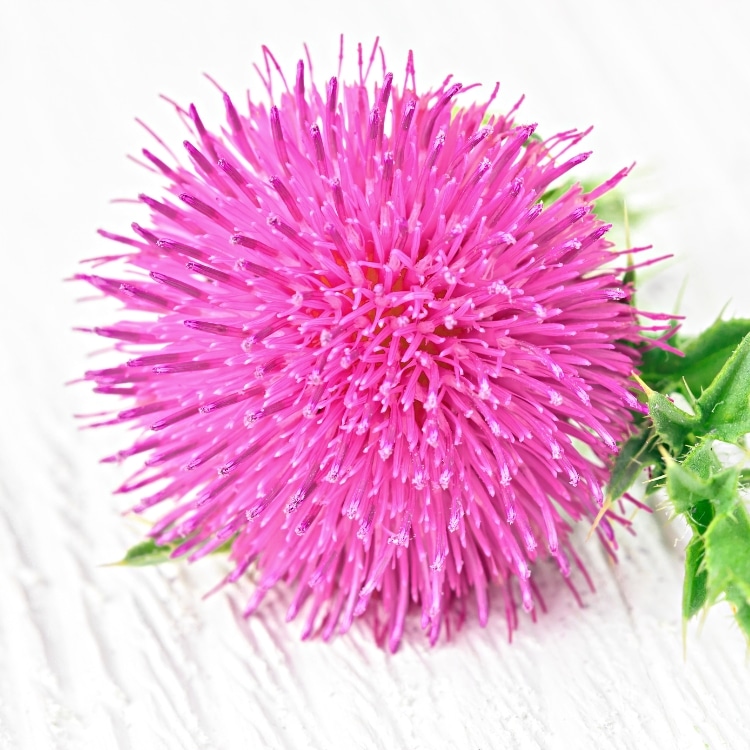 Milk Thistle