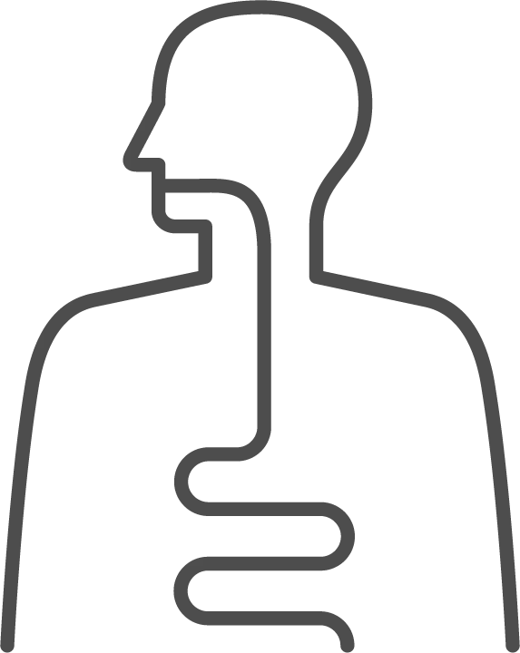 Digestive absorption illustration